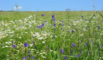 green field with chamomile and cornflower with blue sky on horizon