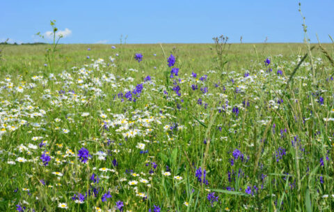 green field with chamomile and cornflower with blue sky on horizon